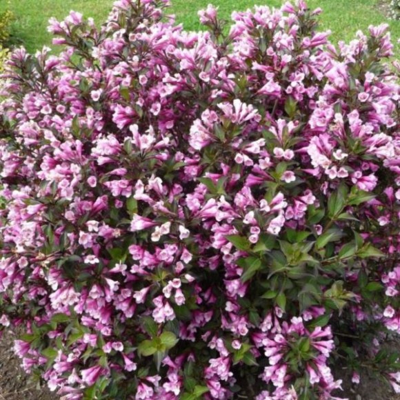 Weigela florida 'Nana Purpurea'