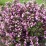 Weigela florida 'Nana Purpurea'
