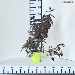 Weigela florida 'Nana Purpurea'