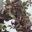Weigela florida 'Nana Purpurea'