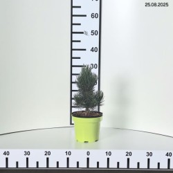 Pinus nigra 'Oregon Green'