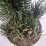 Pinus nigra 'Oregon Green'