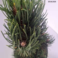 Pinus nigra 'Oregon Green'