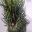 Pinus nigra 'Oregon Green'
