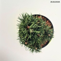 Pinus nigra 'Oregon Green'