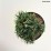 Pinus nigra 'Oregon Green'