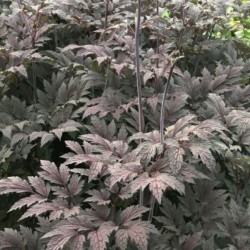 Actaea simplex 'Carbonella'