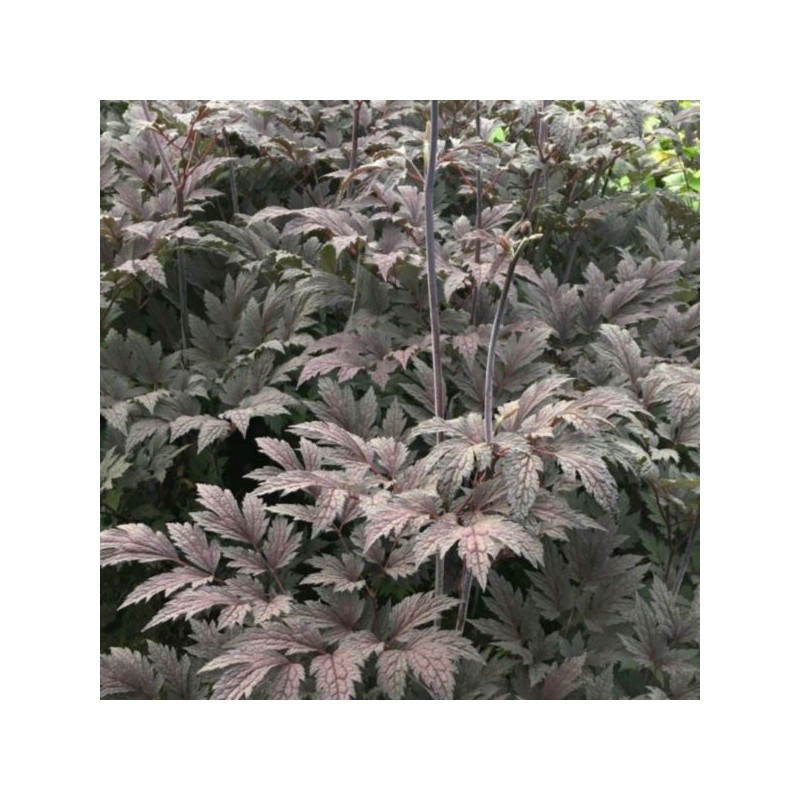 Actaea simplex 'Carbonella'