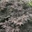 Actaea simplex 'Carbonella'