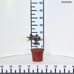 Actaea simplex 'Carbonella'