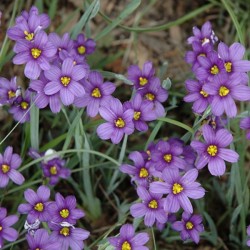 Sisyrinchium 'Lucerne'
