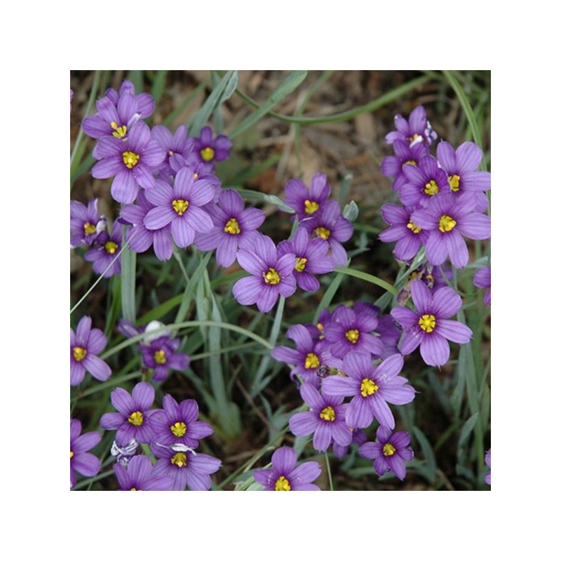 Sisyrinchium 'Lucerne'