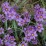 Sisyrinchium 'Lucerne'