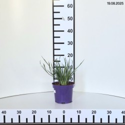 Sisyrinchium 'Lucerne'