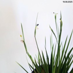 Sisyrinchium 'Lucerne'