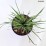 Sisyrinchium 'Lucerne'