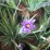 Sisyrinchium 'Lucerne'