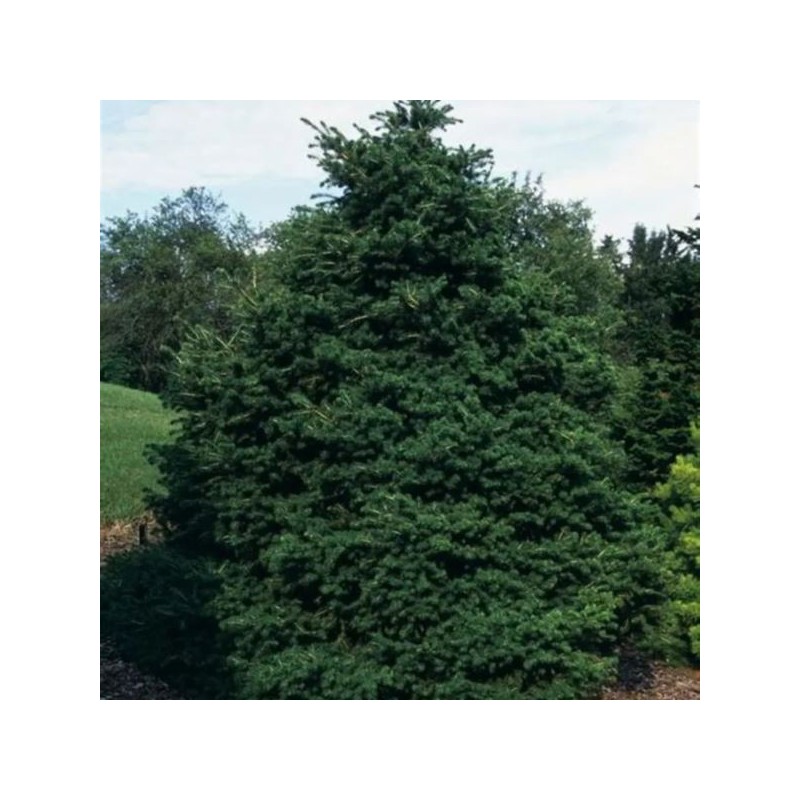 Picea abies 'Maxwellii'