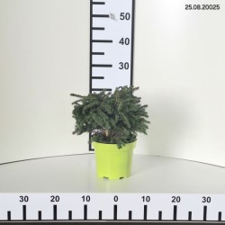 Picea abies 'Maxwellii'