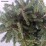 Picea abies 'Maxwellii'