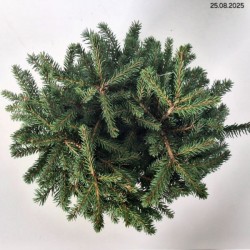 Picea abies 'Maxwellii'