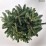 Picea abies 'Maxwellii'