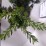Taxus cuspidata 'Nana'