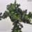 Taxus cuspidata 'Nana'