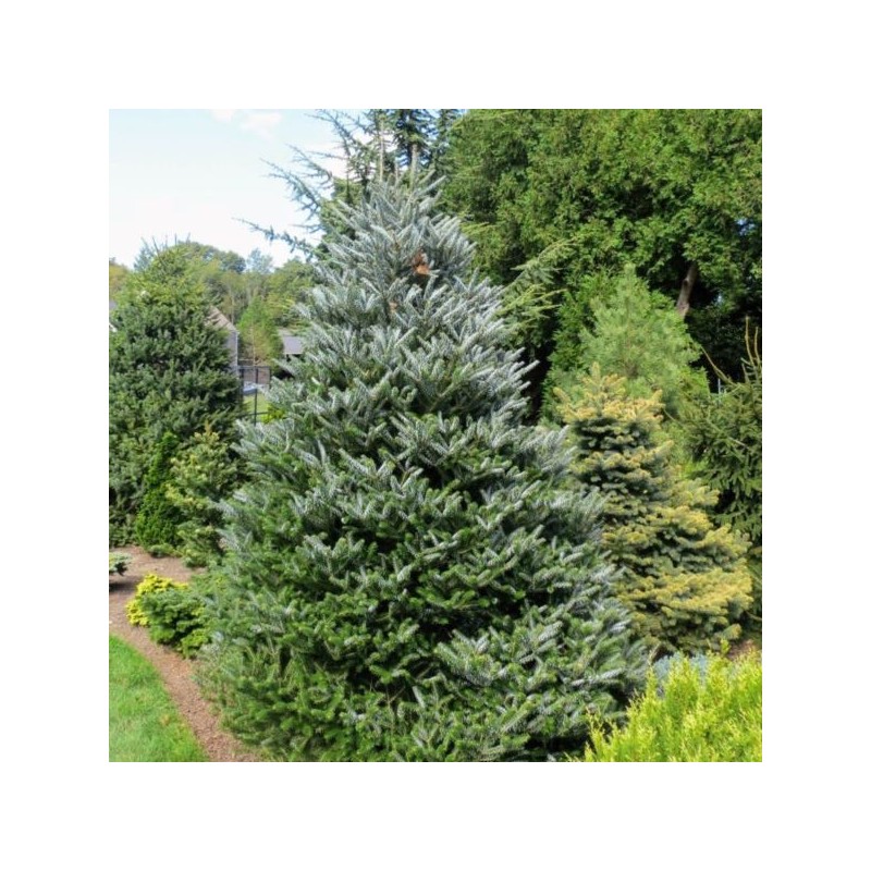 Abies koreana 'Silberlocke'