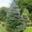 Abies koreana 'Silberlocke'