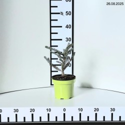 Abies koreana 'Silberlocke'