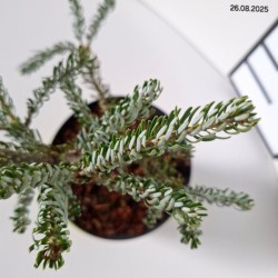 Abies koreana 'Silberlocke'
