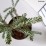 Abies koreana 'Silberlocke'