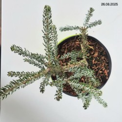 Abies koreana 'Silberlocke'