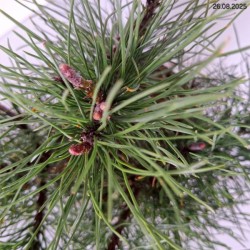 Pinus mugo var. pumilio