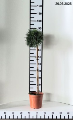 Pinus mugo 'Varella'