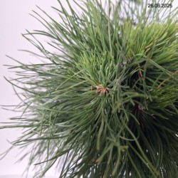 Pinus mugo 'Varella'