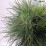 Pinus mugo 'Varella'