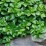 Pachysandra terminalis 'Green Sheen'