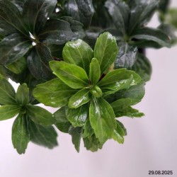 Pachysandra terminalis 'Green Sheen'