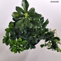 Pachysandra terminalis 'Green Sheen'