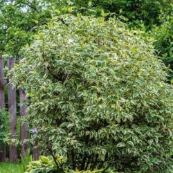 Cornus alba