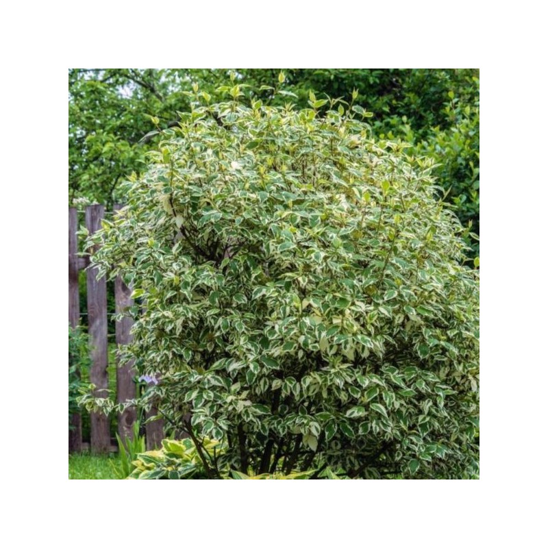 Cornus alba