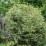 Cornus alba