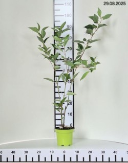 Cornus alba