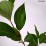 Cornus alba