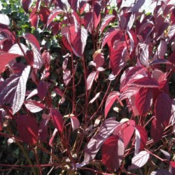 Cornus alba 'Siberian Pearls'