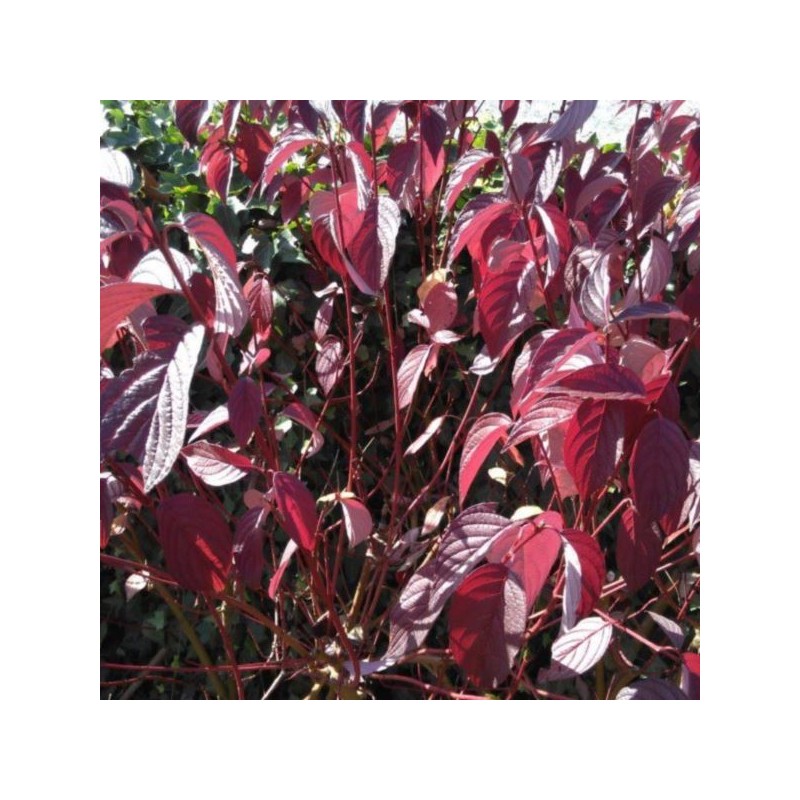 Cornus alba 'Siberian Pearls'