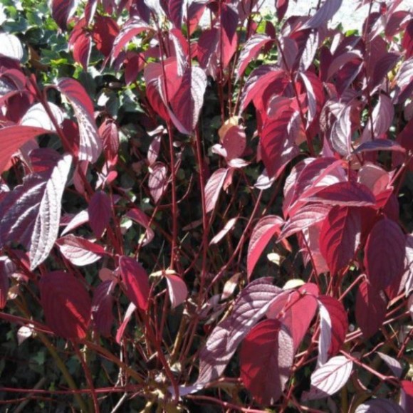 Cornus alba 'Siberian Pearls'