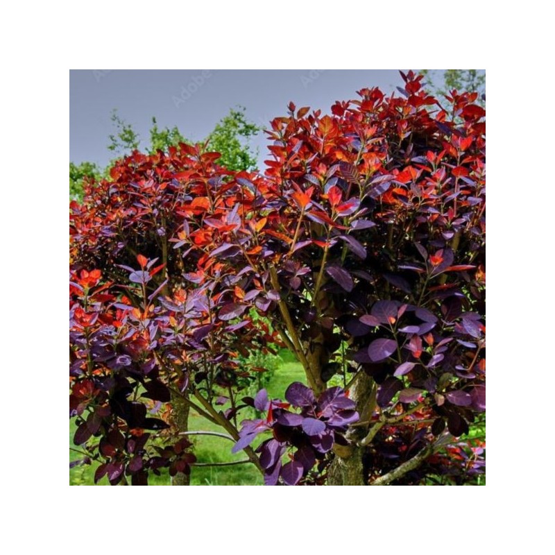 Cotinus coggygria 'Royal Purple'